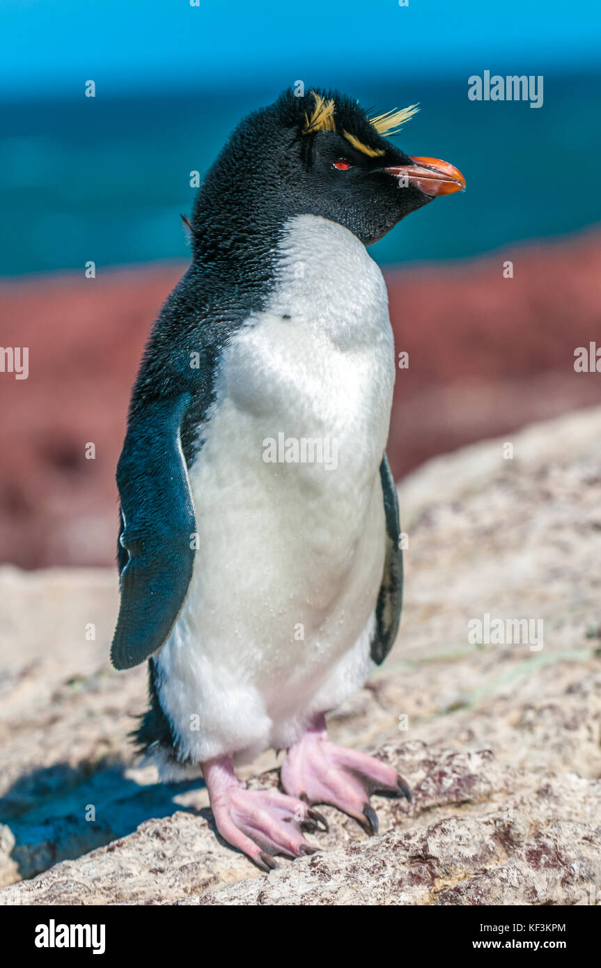 Rockhopper penguin, Patagonia, Argentina Stock Photo