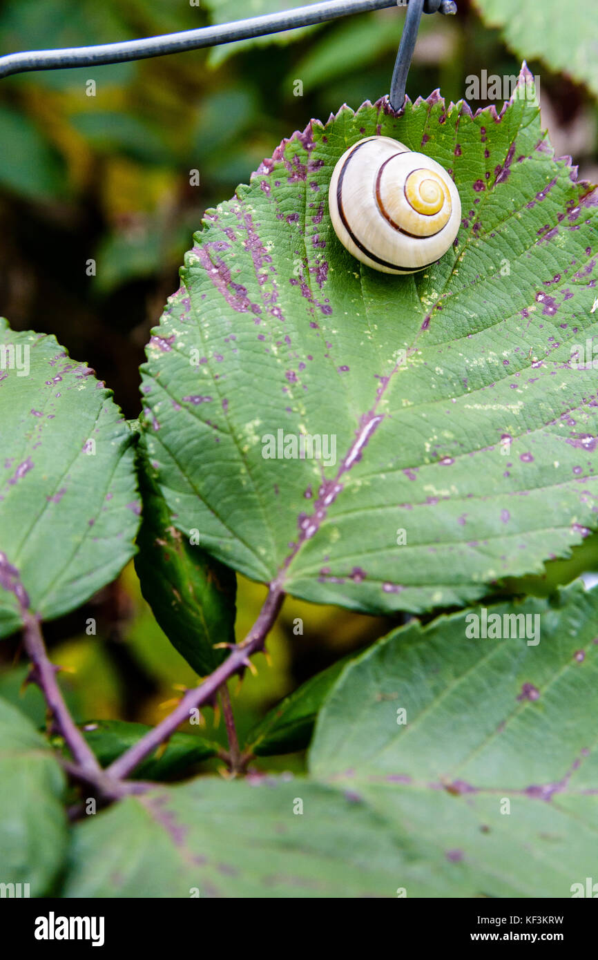 A garden banded snail with a pearly white coiled shell waiting for the rain on a bramble leaf. Stock Photo