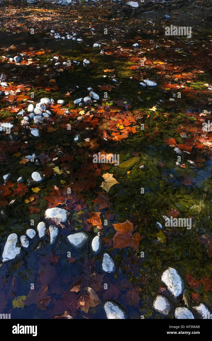 Leaves fallen into river submerged in Fall, autumn. Stock Photo