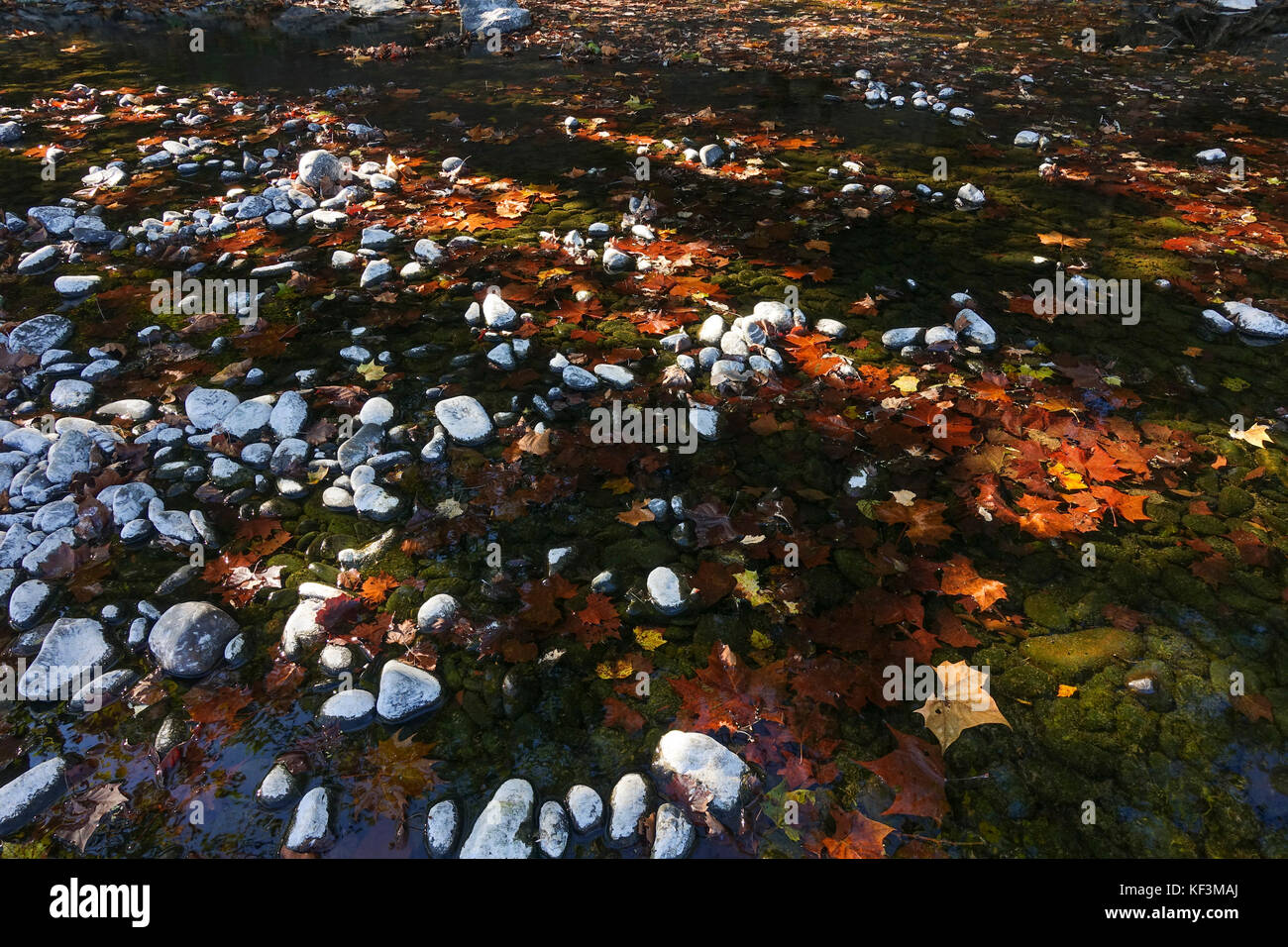 Leaves fallen into river submerged in Fall, autumn. Stock Photo