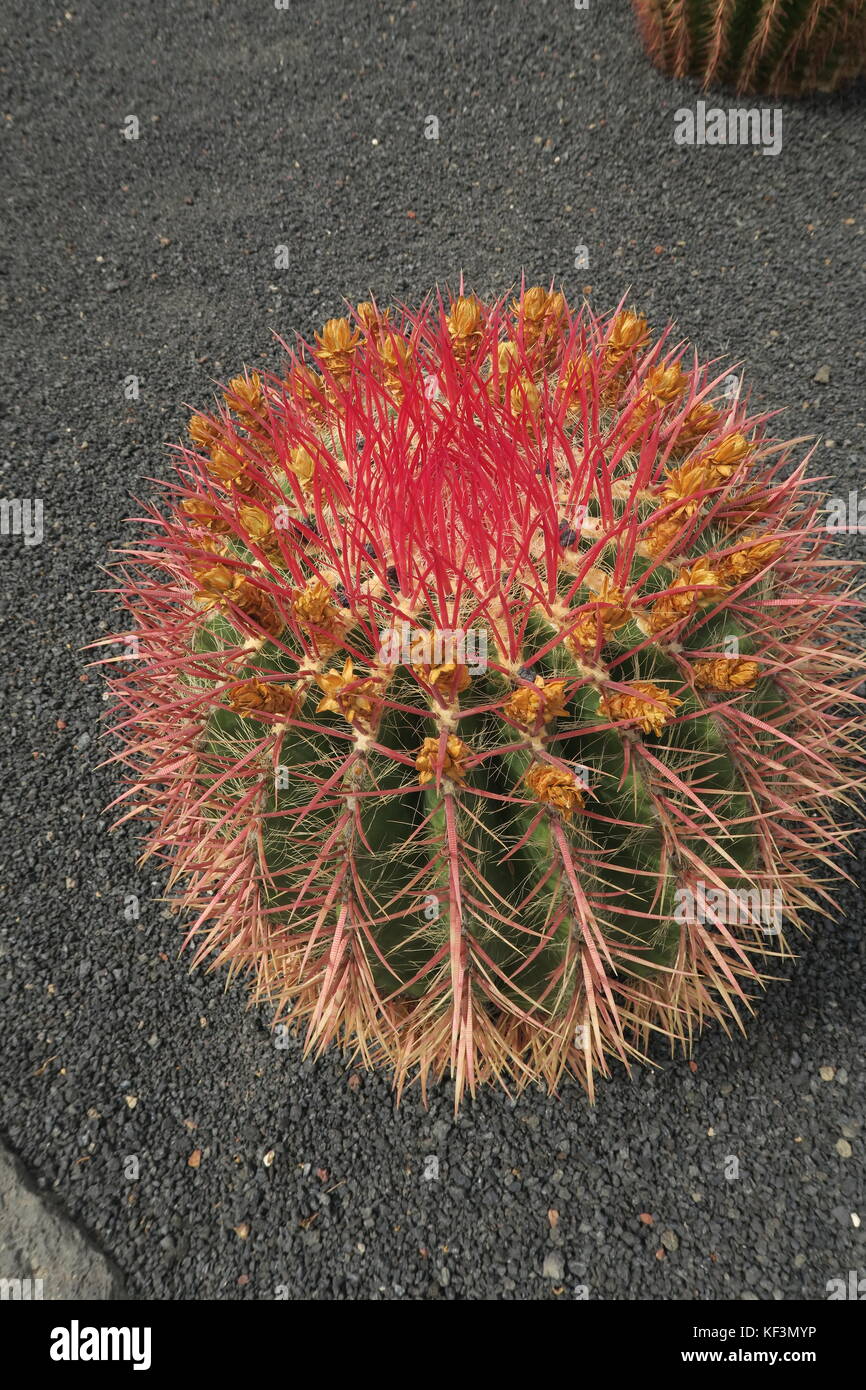 Barrel cactus in flower Stock Photo
