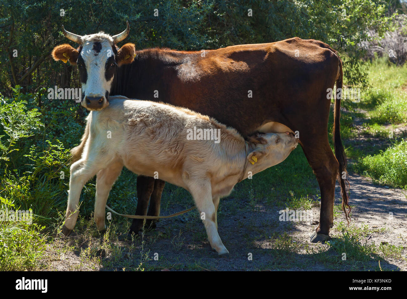 Calf sucks at udder of the cow. Stock Photo