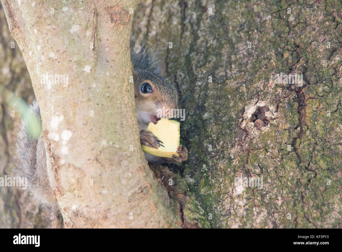Baby Squirrel eating Avocado, Wildlife Stock Photo Alamy