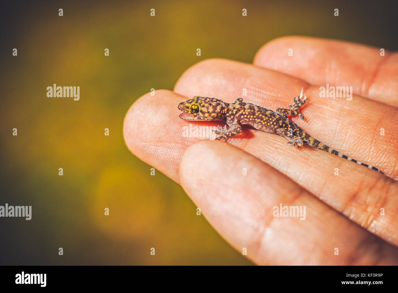 Holding Gecko Stock Photo