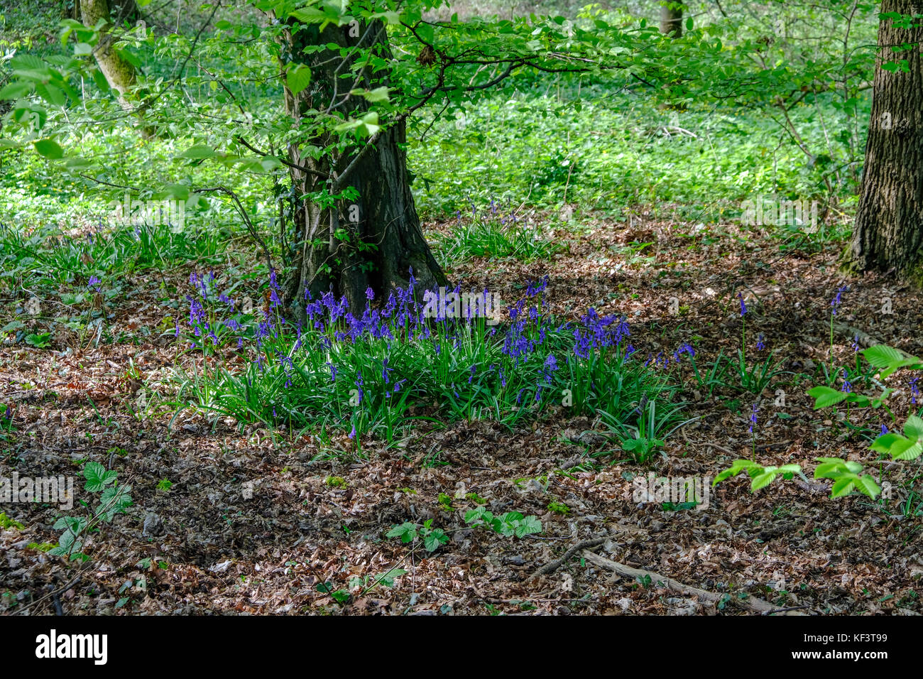 Bluebells in the wood in springtime.  Shot shows flowers agains undergrowth. Stock Photo