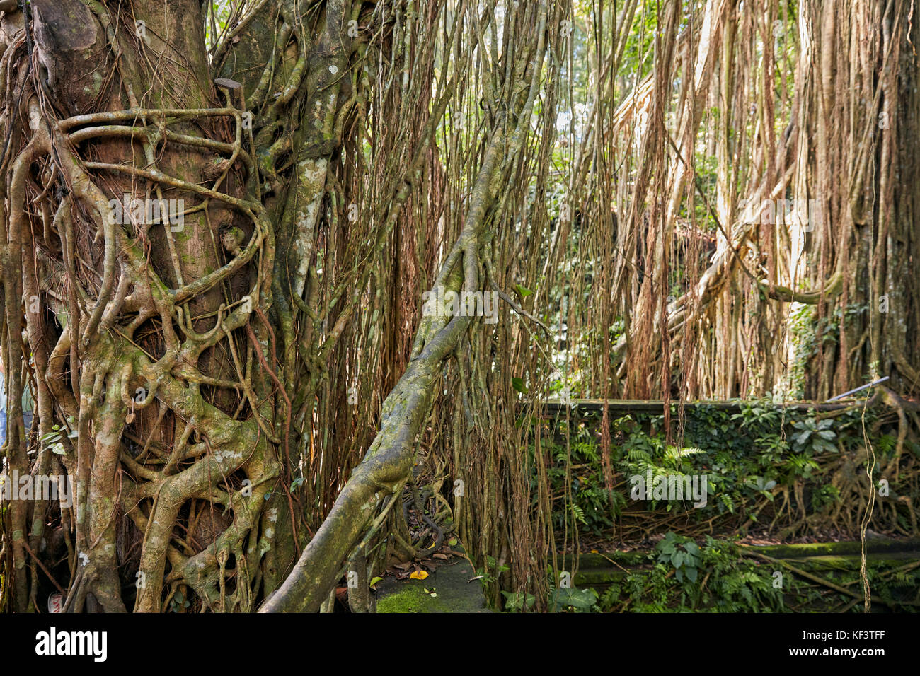 Banyan tree aerial roots in Sacred Monkey Forest Sanctuary. Ubud, Bali, Indonesia. Stock Photo