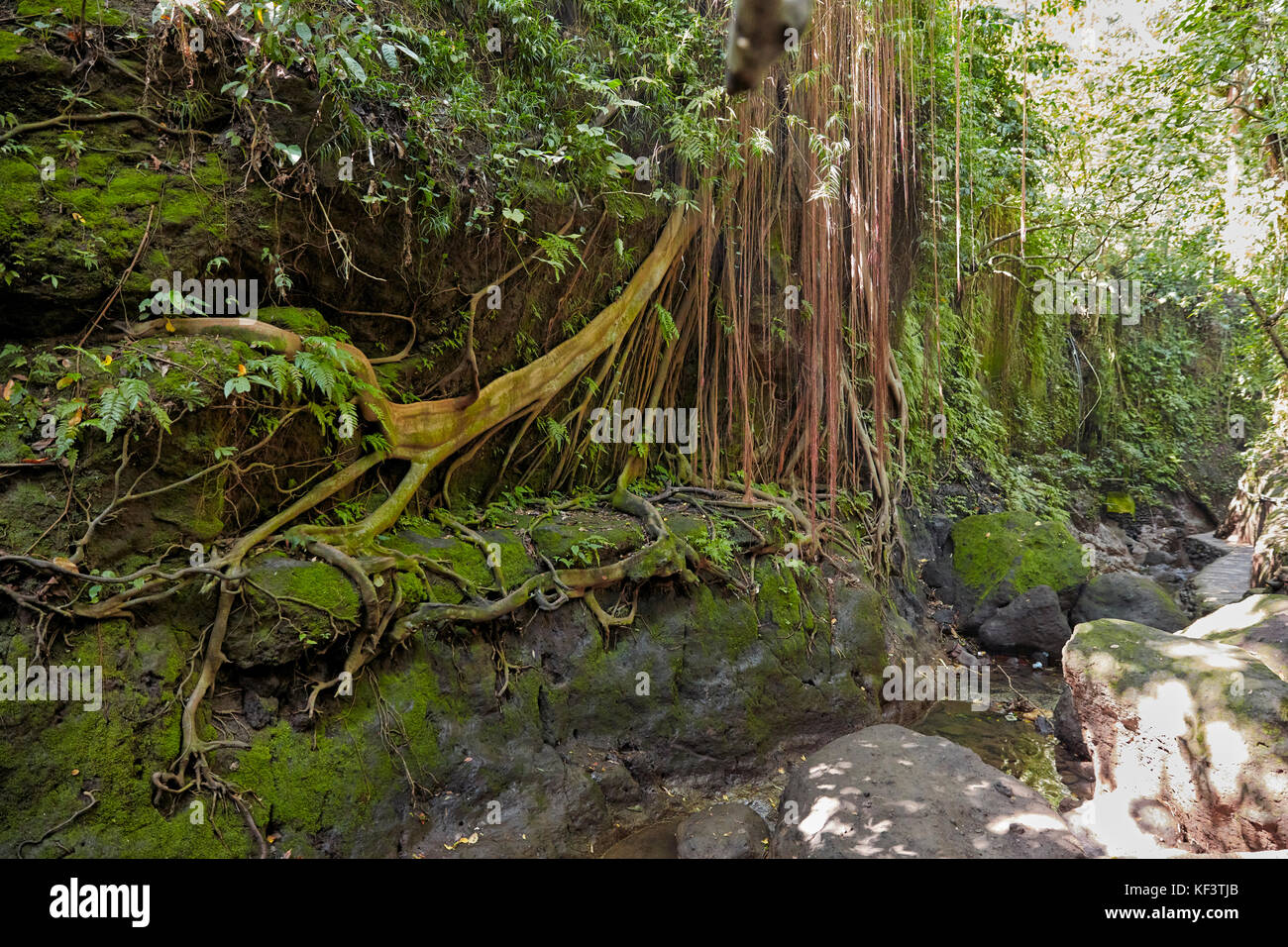 Sacred Monkey Forest Sanctuary. Ubud, Bali, Indonesia. Stock Photo