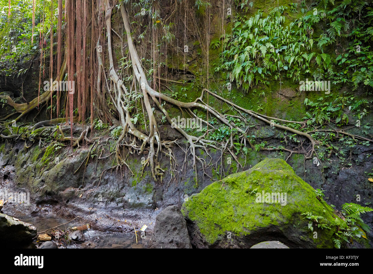 Aerial roots in the Sacred Monkey Forest Sanctuary. Ubud, Bali, Indonesia. Stock Photo