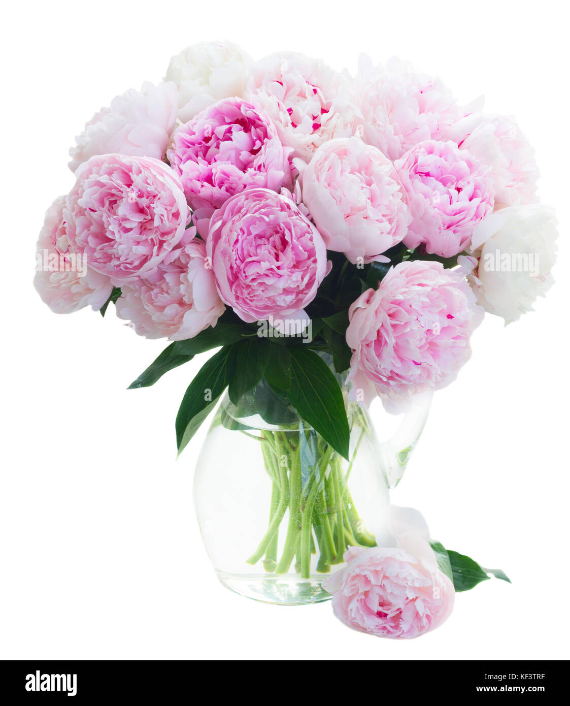 Fresh peony flowers Stock Photo Alamy