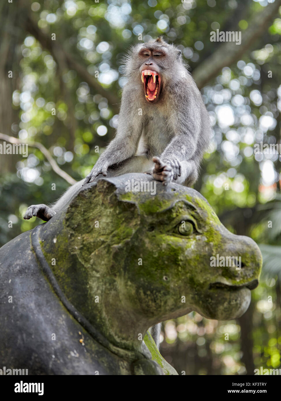 Long-tailed macaque (Macaca fascicularis) sitting on a statue. Sacred Monkey Forest Sanctuary, Ubud, Bali, Indonesia. Stock Photo