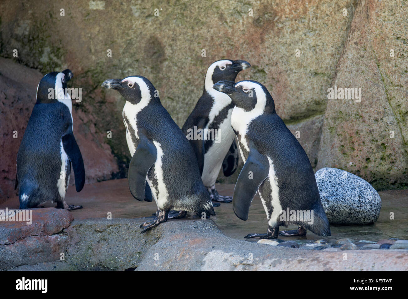 African penguin (Spheniscus demersus). Aquarium, Vancouver, Canada. Stock Photo