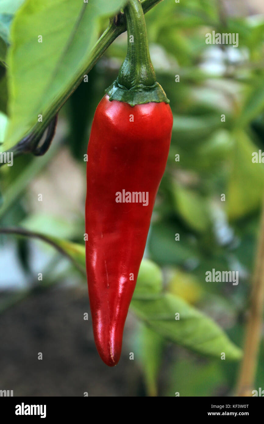 Italian red pepper growing in urban garden Stock Photo Alamy