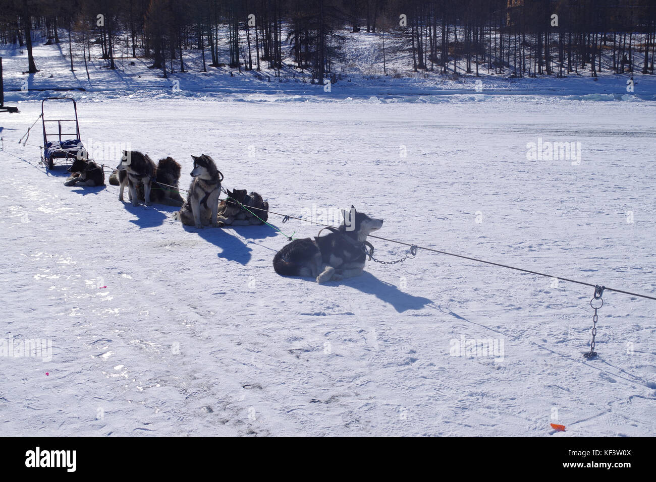 Sled dogs rest on frozen Khuvsgul Lake, near Hatgal, Mongolia. Stock Photo