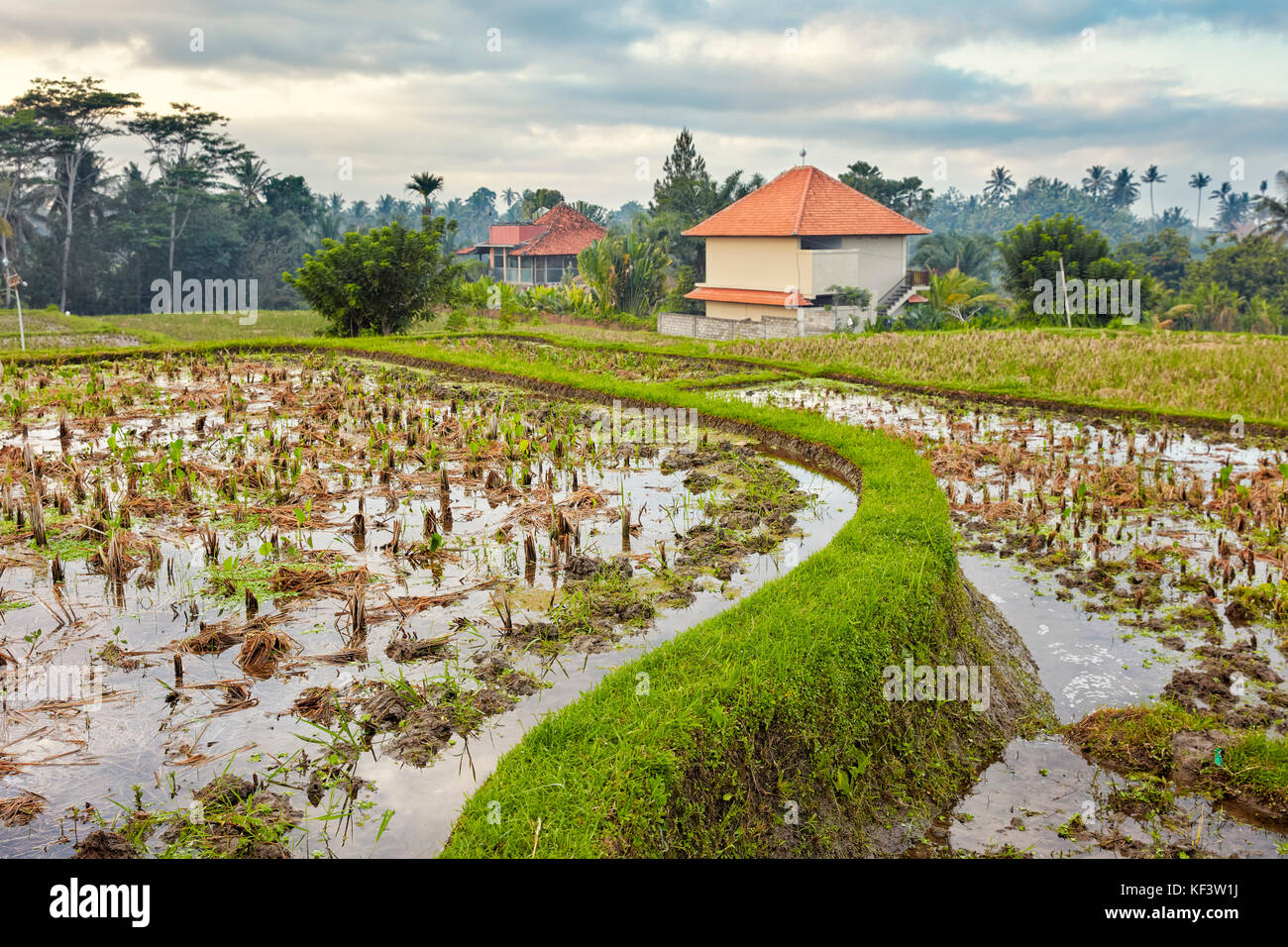 Rice paddy along the Campuhan Ridge Walk. Ubud, Bali, Indonesia. Stock Photo