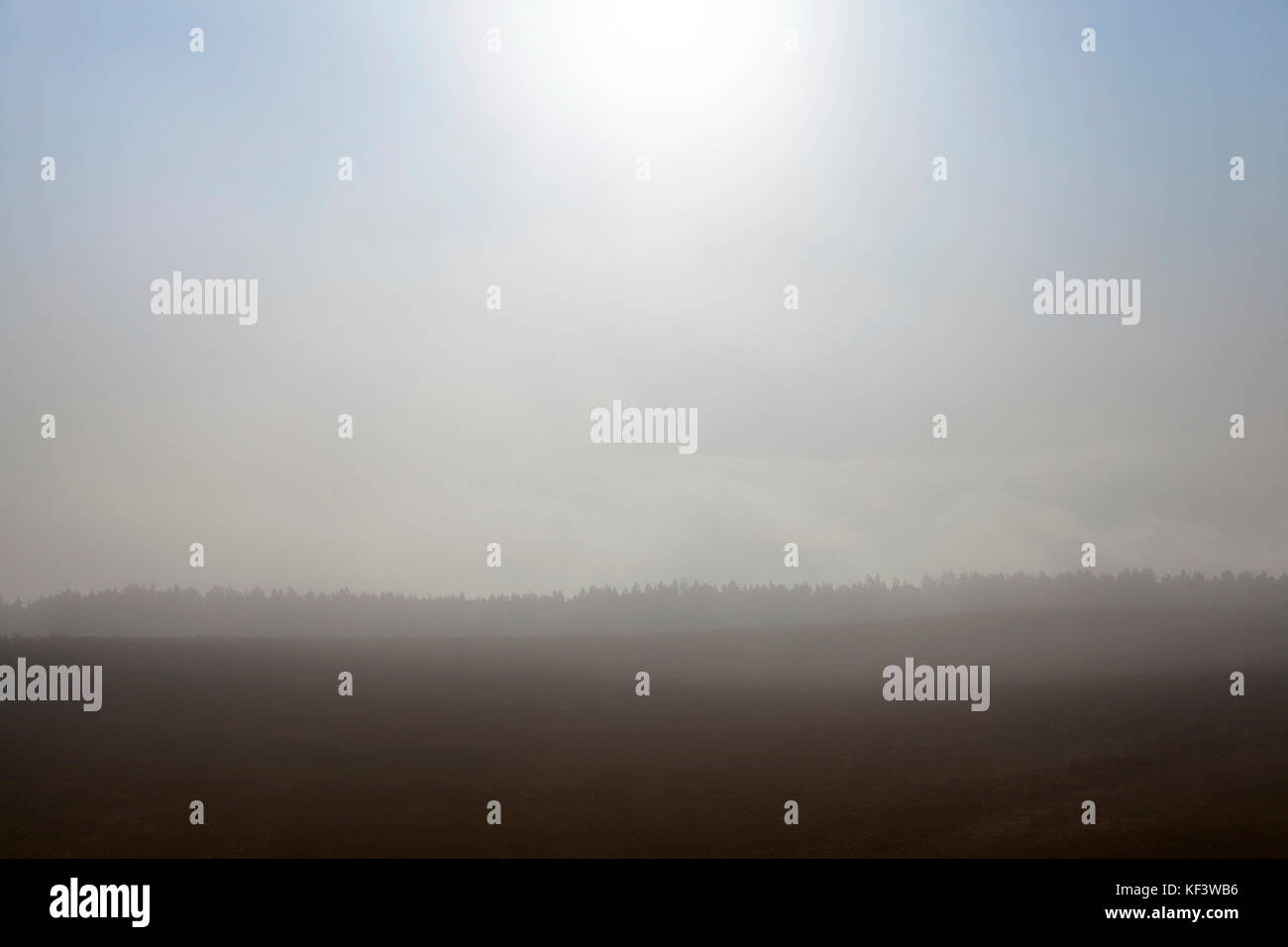 Field and trees in autumn fog Stock Photo - Alamy