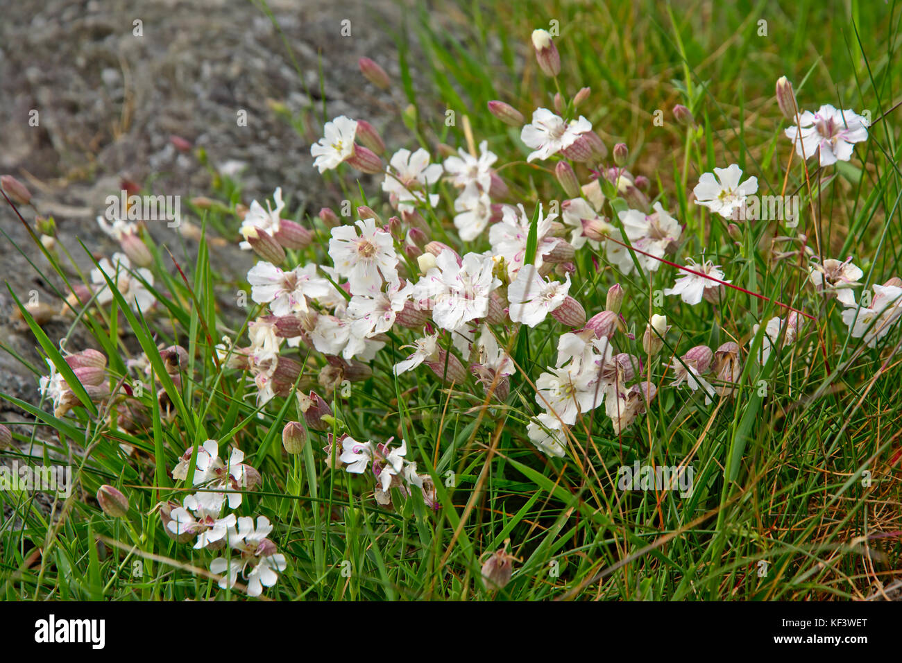 Wild Flowers Norway High Resolution Stock Photography and Images - Alamy