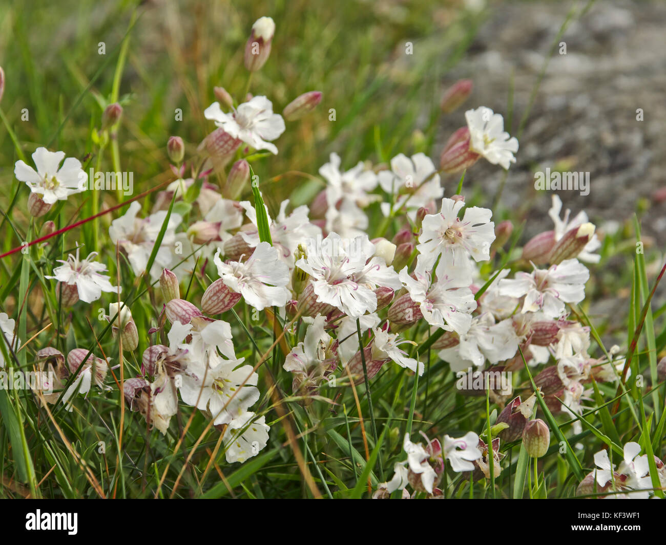 Wild Flowers Norway High Resolution Stock Photography and Images Alamy