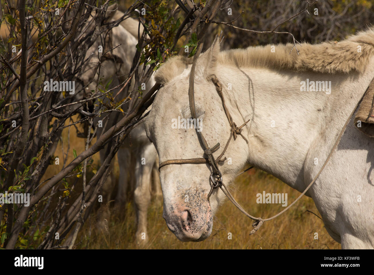 White Mongolian horse tied to a tree. Khuvsgol, Mongolia. Stock Photo