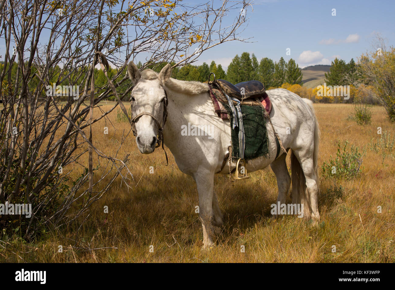 White Mongolian horse tied to a tree. Khuvsgol, Mongolia. Stock Photo