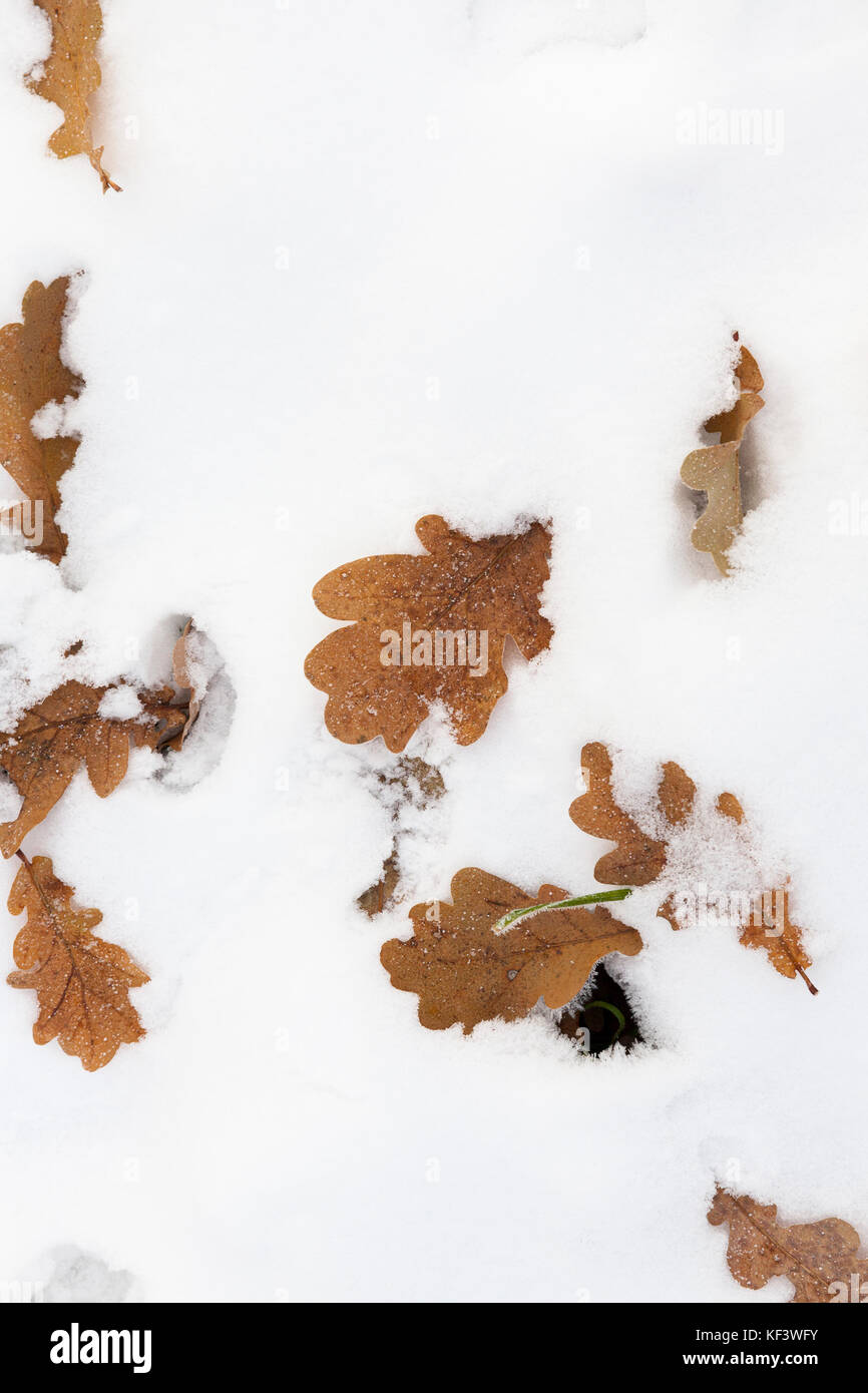 yellow leaves on snow Stock Photo