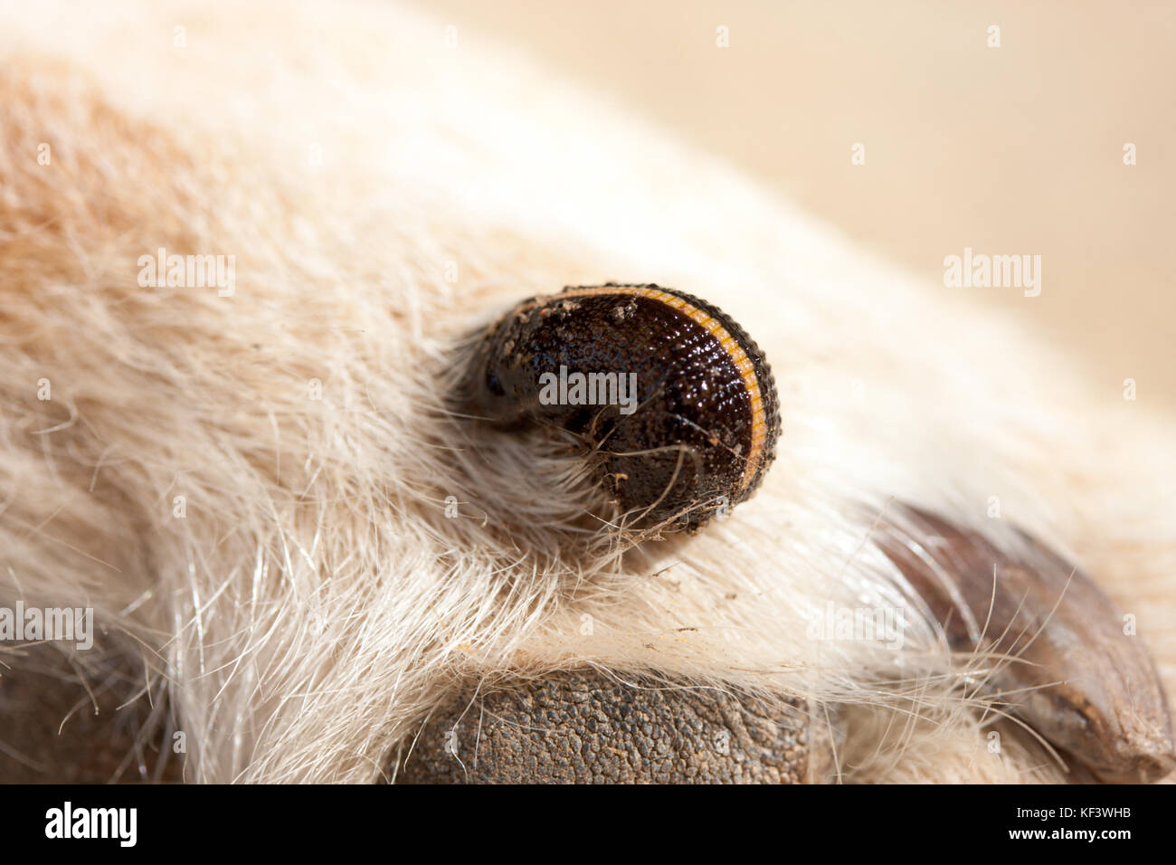 Australian Land Leech (Gnatbobdellida libbata) feeding on dog's paw