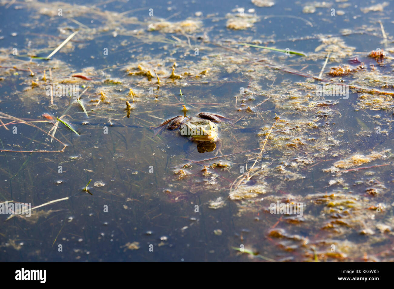 Swamp with frogs Stock Photo Alamy