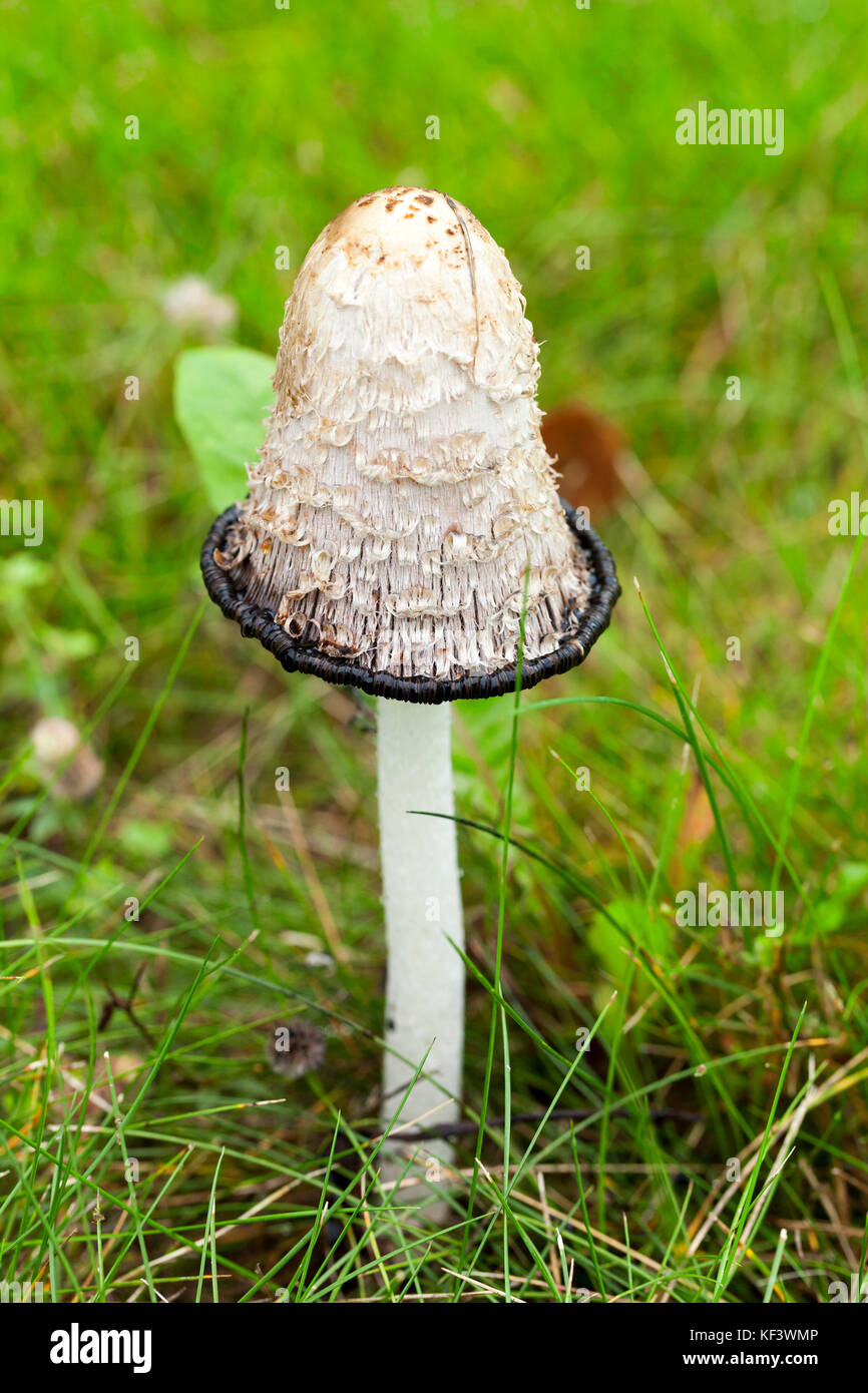 mushroom dung Stock Photo