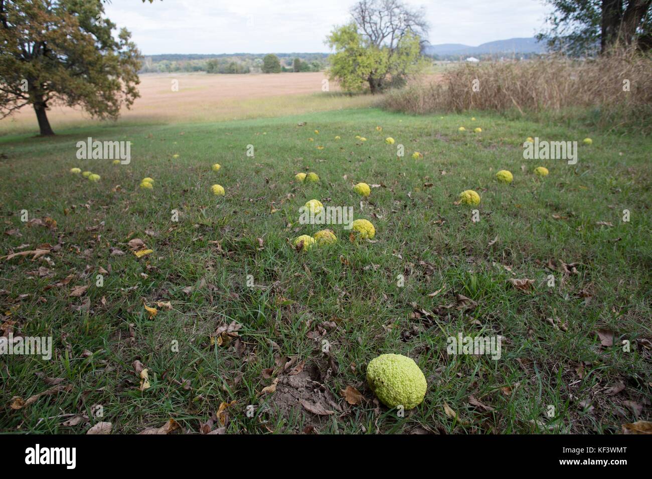 Hedge apples scattered on the ground at Prairie Grove Battlefield State Park in Prairie Grove, Arkansas, US. Stock Photo
