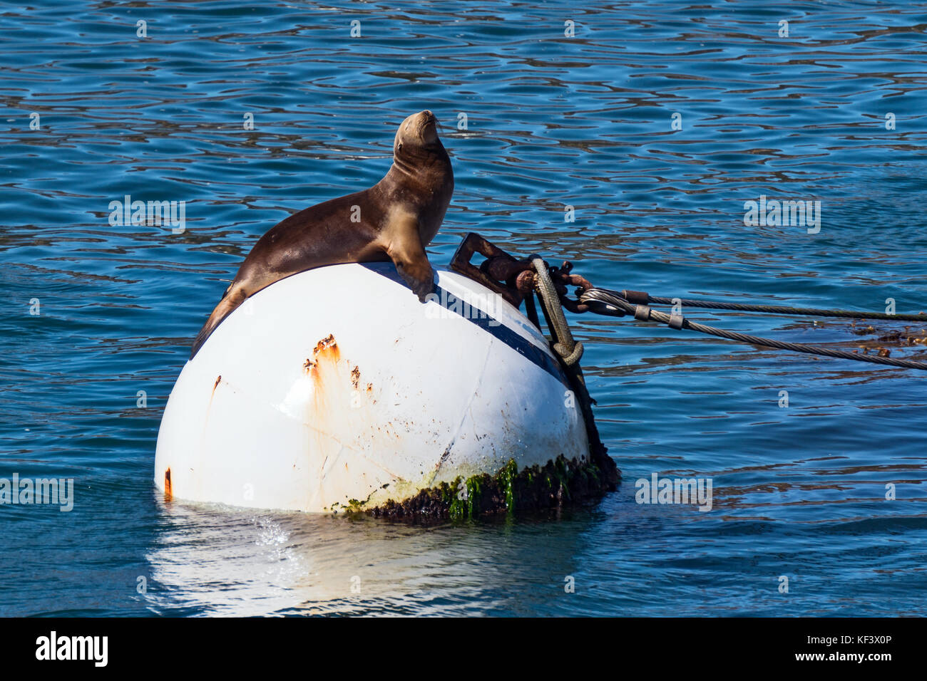 California Sea Lion (Zalophus californianus) sunbathing on an ocean buoy Stock Photo