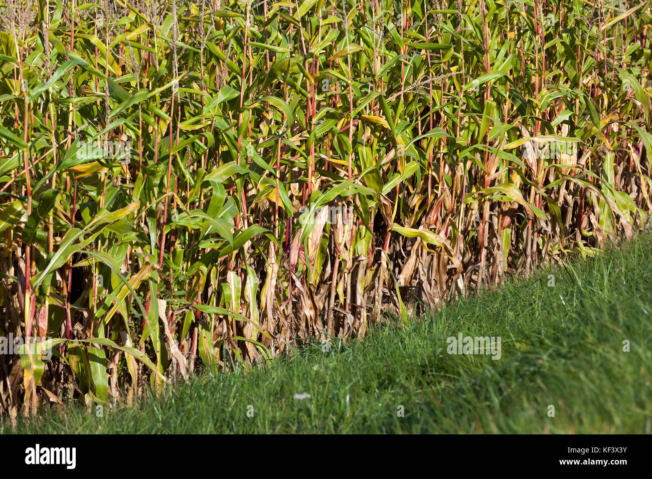 Corn stalk decoration hi-res stock photography and images - Alamy