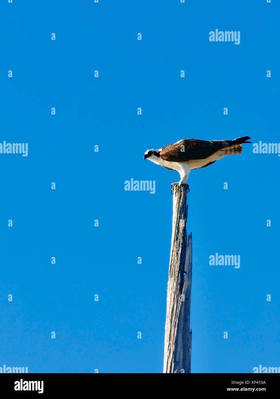 Osprey (Pandion haliaetus) also known as a fish hawk, on top of old utility pole with blue sky background, Cedar Key, Florida, USA. Stock Photo