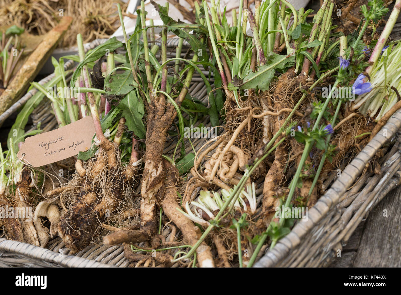 Wegwarte-Wurzel, Wegwarten-Wurzel, Wurzel, Wurzeln, Wurzelernte, Wurzeln von Wegwarte. Gemeine Wegwarte, Gewöhnliche Wegwarte, Zichorie, Cichorium int Stock Photo