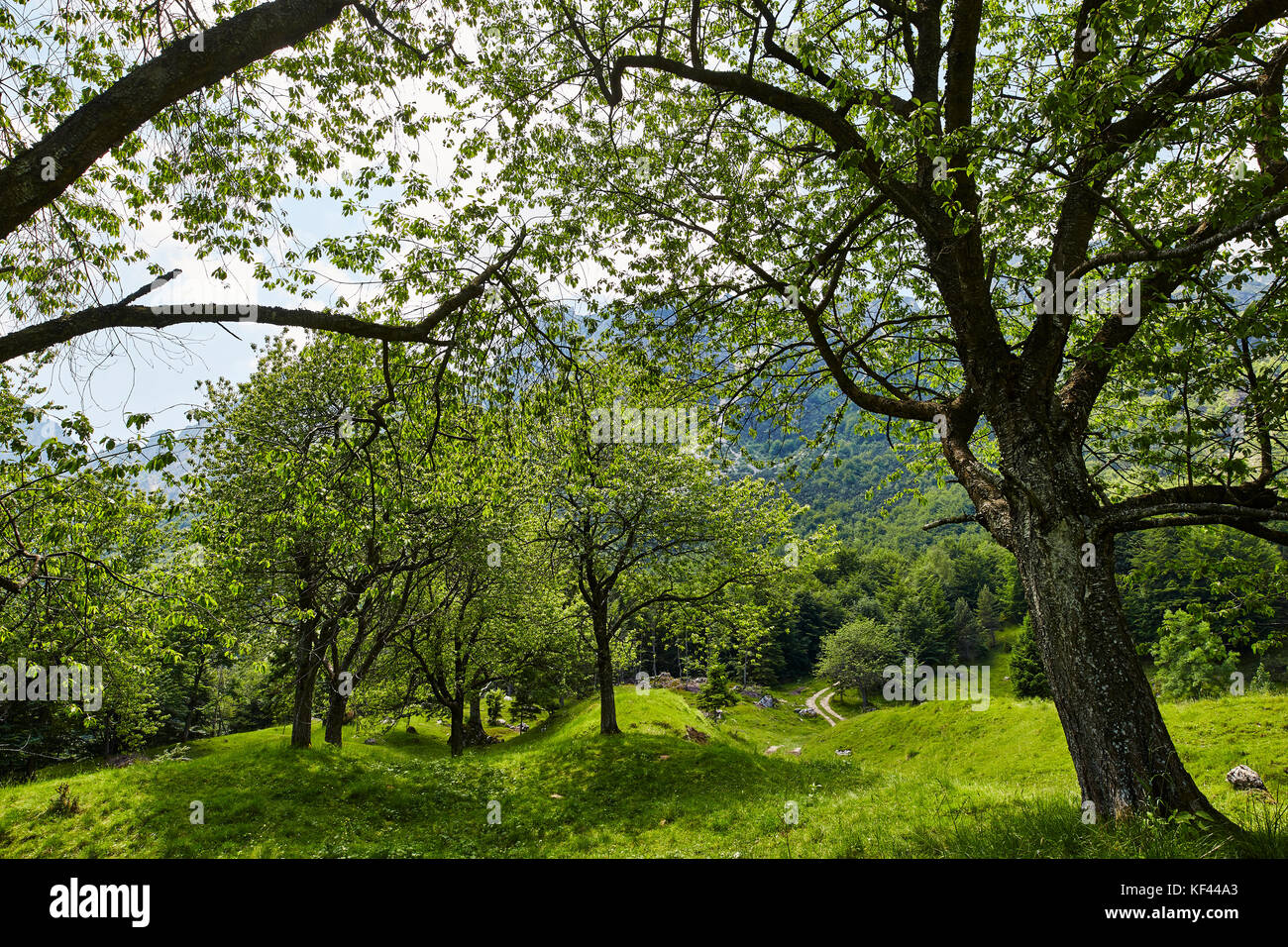 Sentiero dei Grandi Alberi, Recoaro, Vicenza, Italy © 2017 Davide Marzotto  Stock Photo - Alamy