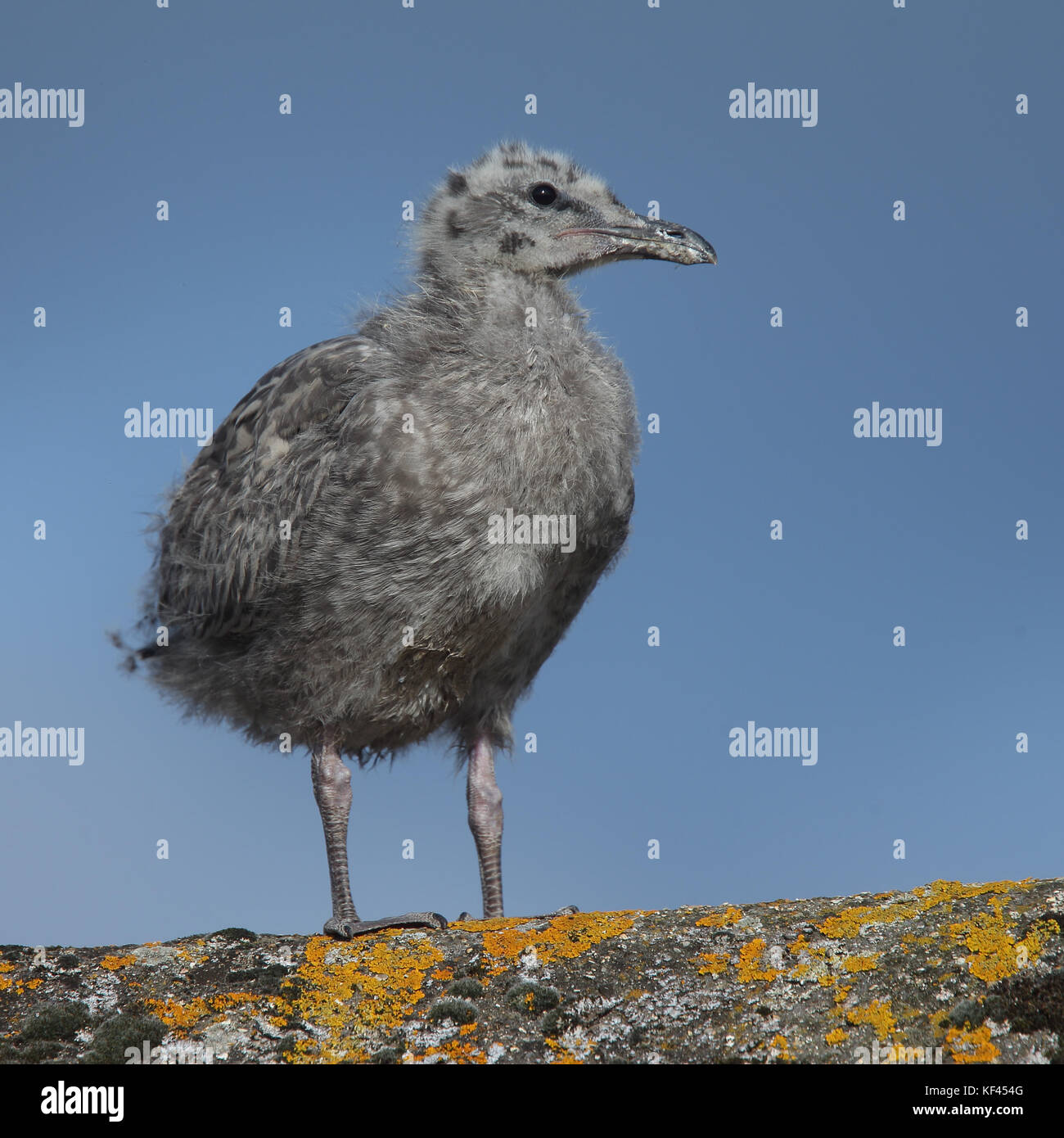 Herring Gull chick (Larus argentatus) standing on it's rooftop home