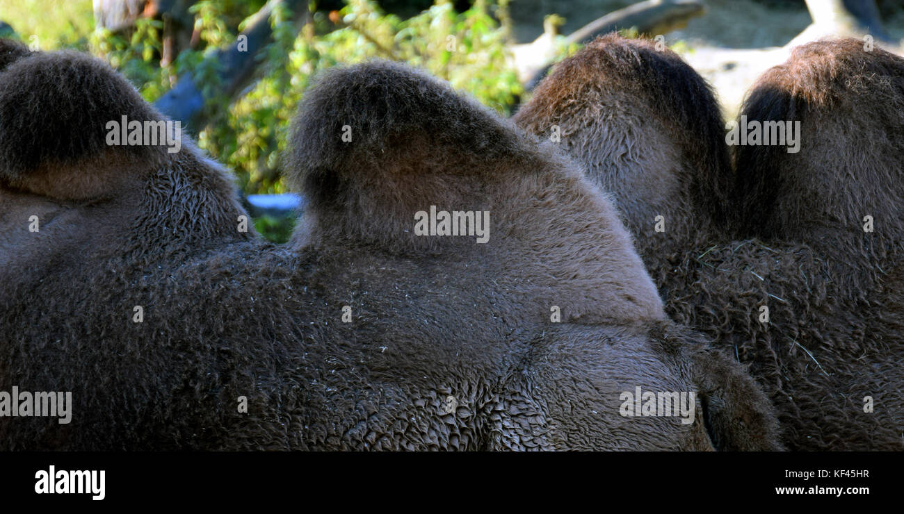 Humps of Bactrian camels. Stock Photo