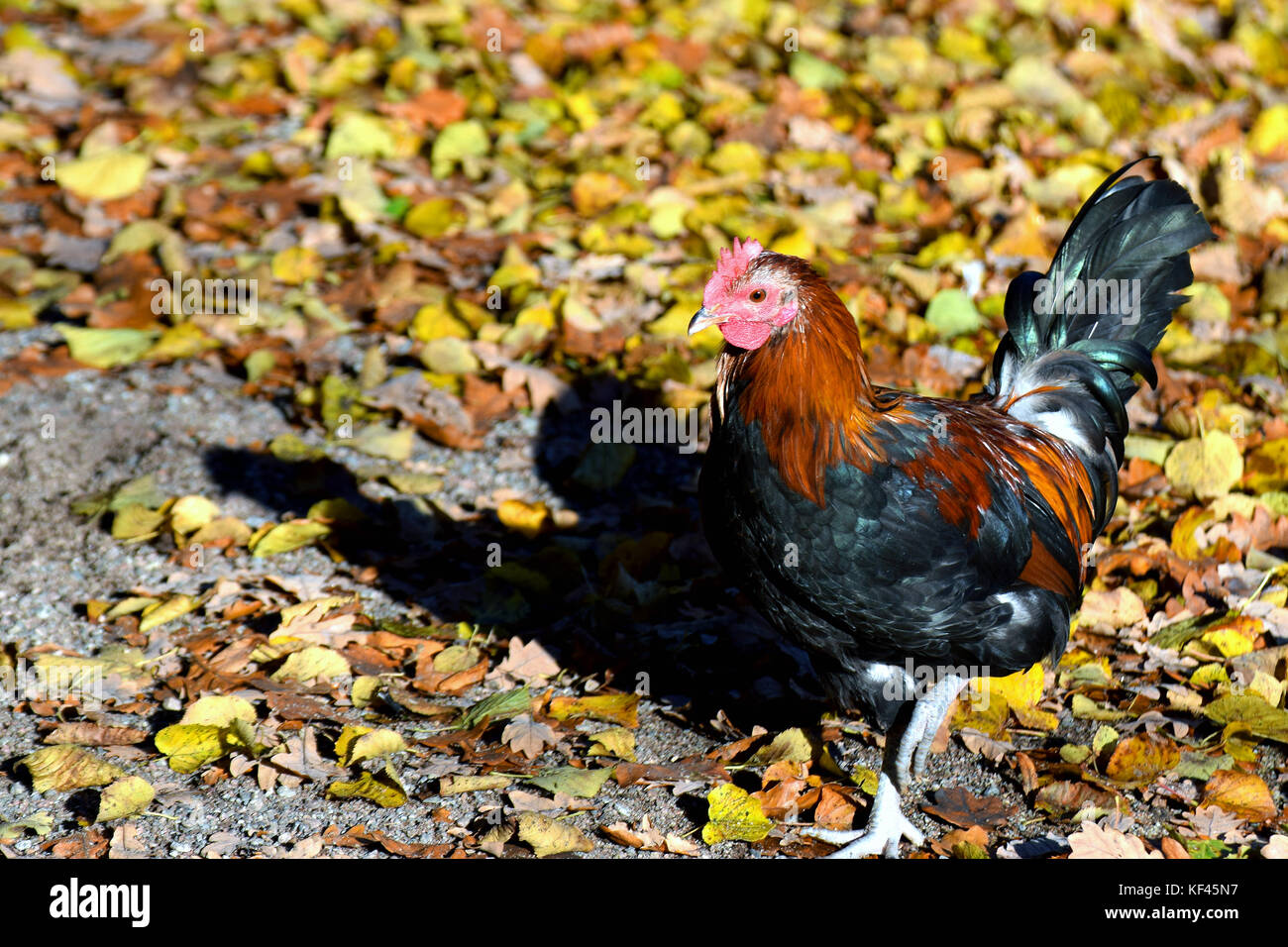 Cock or rooster, domestic chicken (Gallus gallus domesticus) walking. Colorful autumn leaves on the ground. Stock Photo