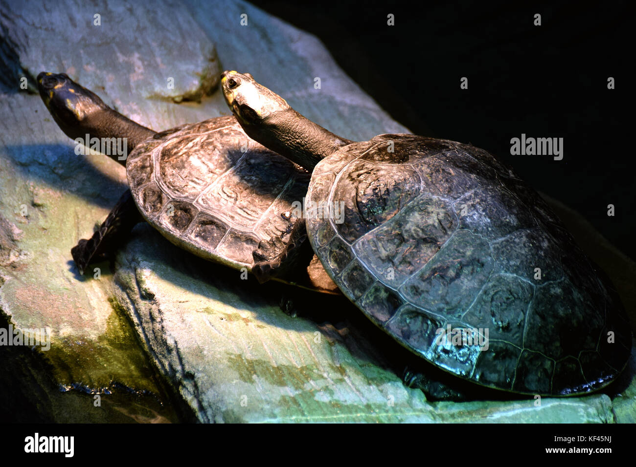 Yellow-spotted amazon river turtle (Podocnemis unifilis) Stock Photo