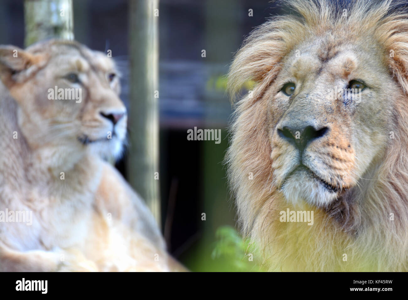 Asian lions (Panthera leo persica) couple, also known as the Asiatic, Indian or Persian lion. Stock Photo