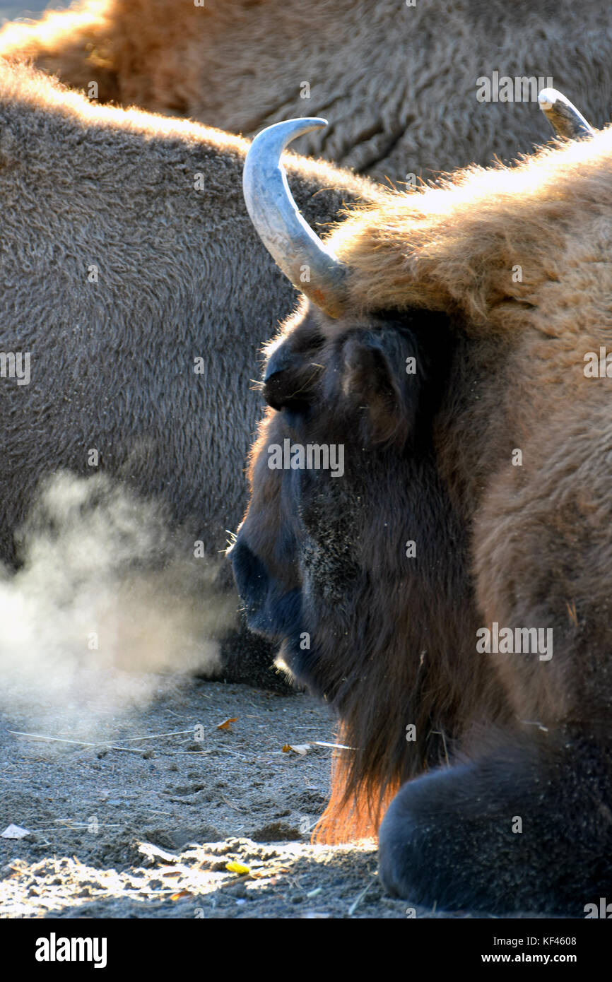 European bison (Bison bonasus) lying with steamy breath on a cold morning. Stock Photo