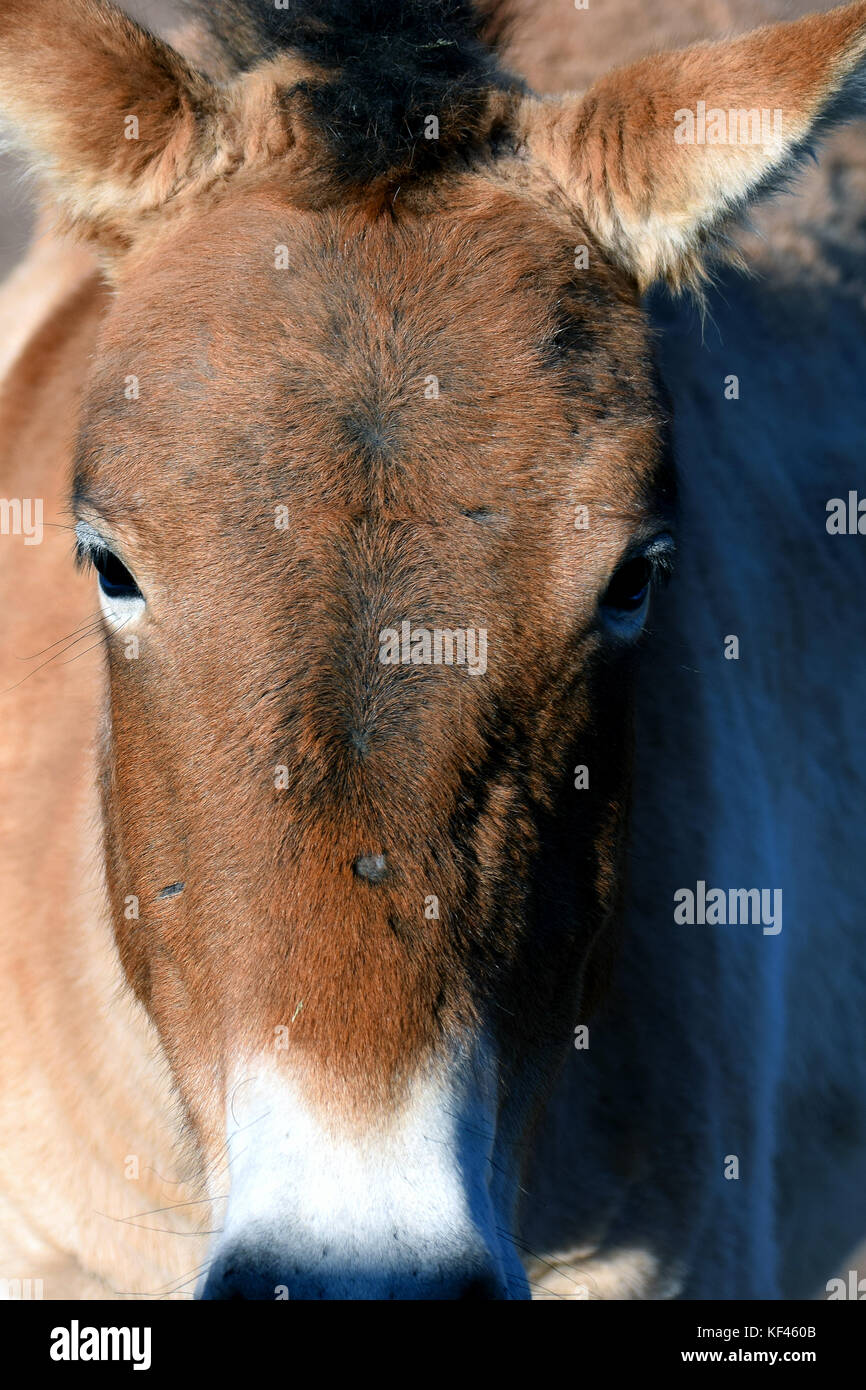 Przewalski's horse or Dzungarian horse, is a rare and endangered subspecies of wild horse. Also know as Asian wild horse and Mongolian wild horse. Stock Photo
