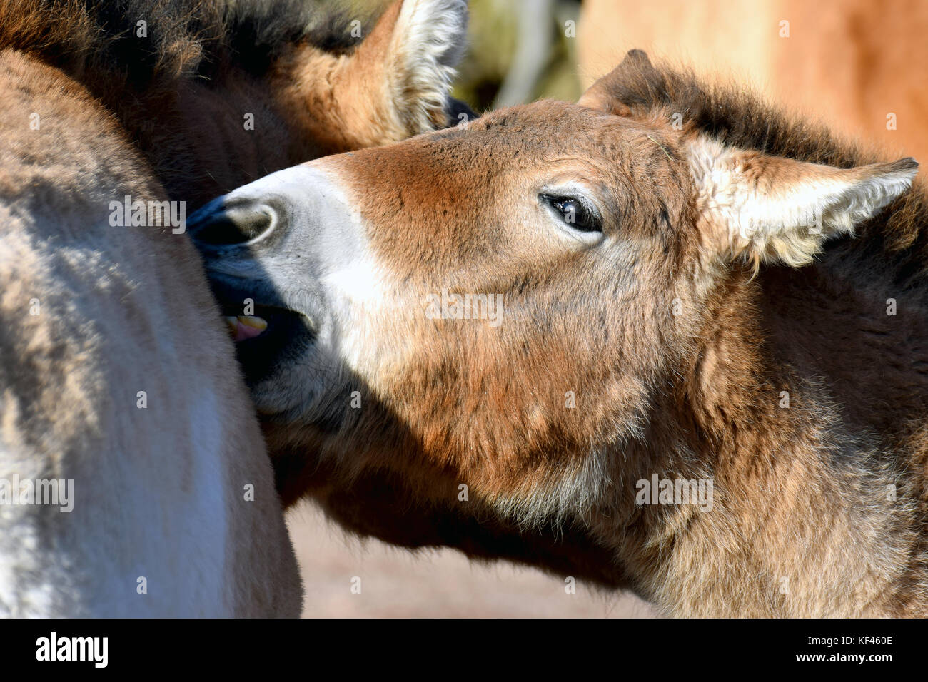 Mongolian wild horse. Also known as Przewalski's or Dzungarian horse. Stock Photo