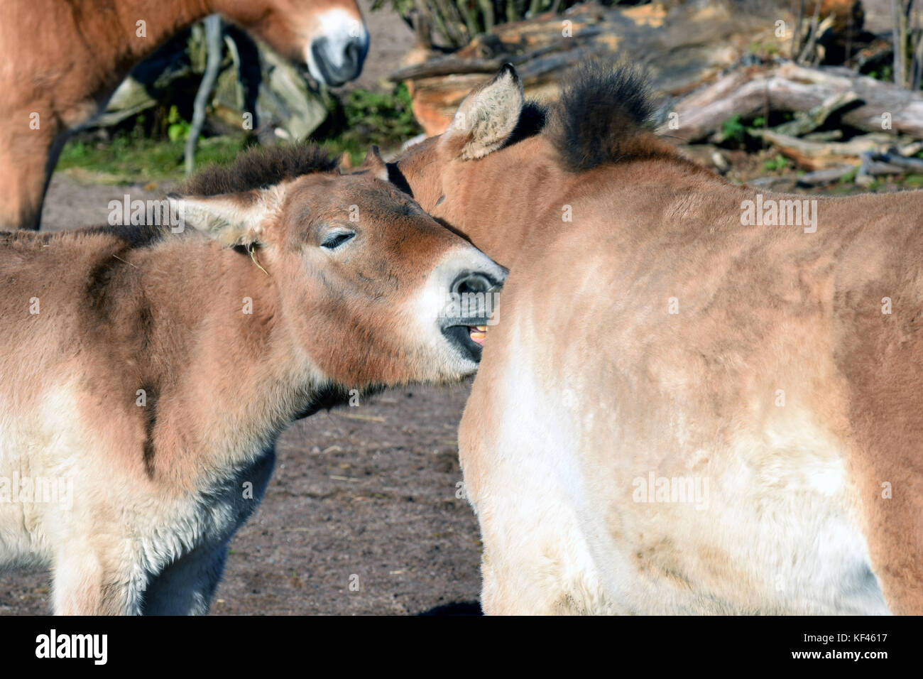 Mongolian wild horse. Also known as Przewalski's or Dzungarian horse. Stock Photo