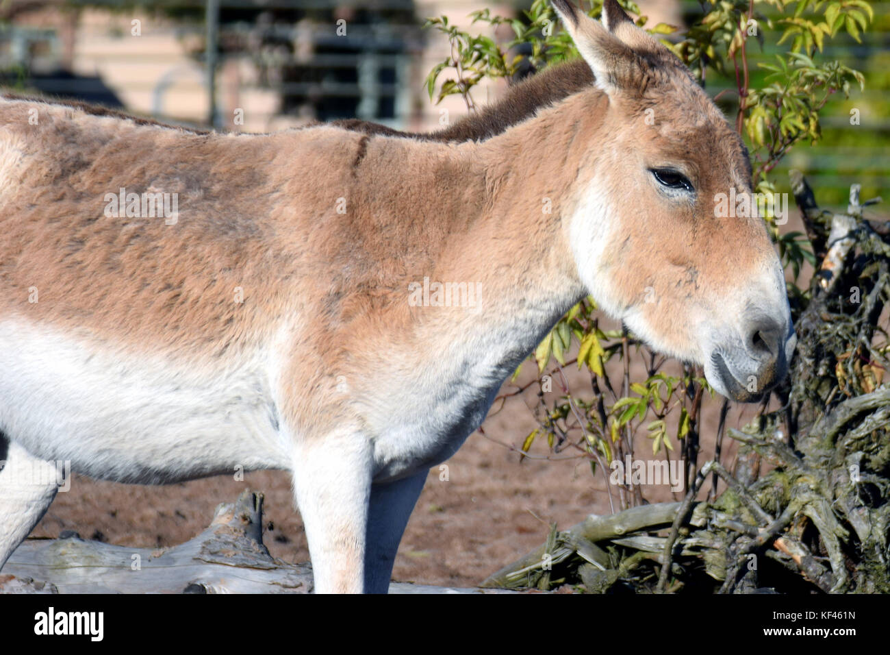 Turkmenian kulan (Equus hemionus kulan), also called Transcaspian wild ass, Turkmenistani onager or simply the kulan. Stock Photo