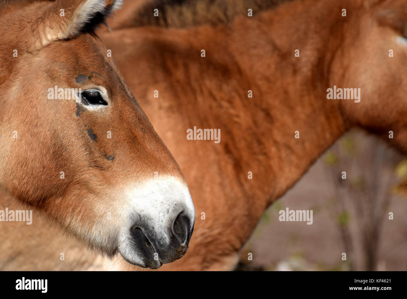 Przewalski's horses side view. Also know as Mongolian wild horse. Stock Photo