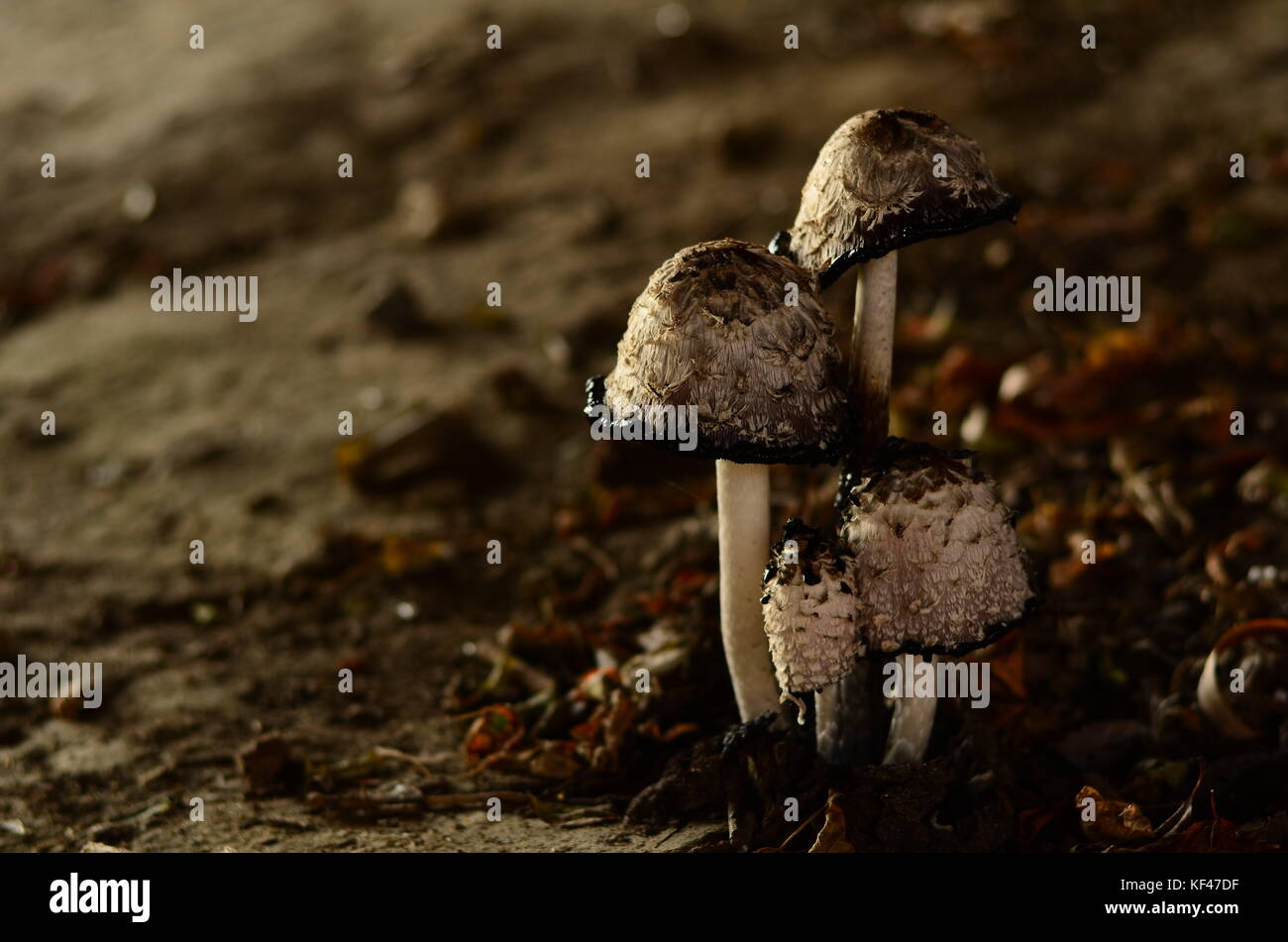 Poisonous mushrooms growing under the trees in the garden Stock Photo