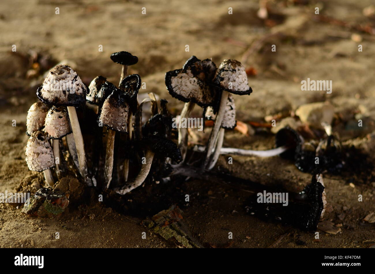 Spore germination hires stock photography and images Alamy