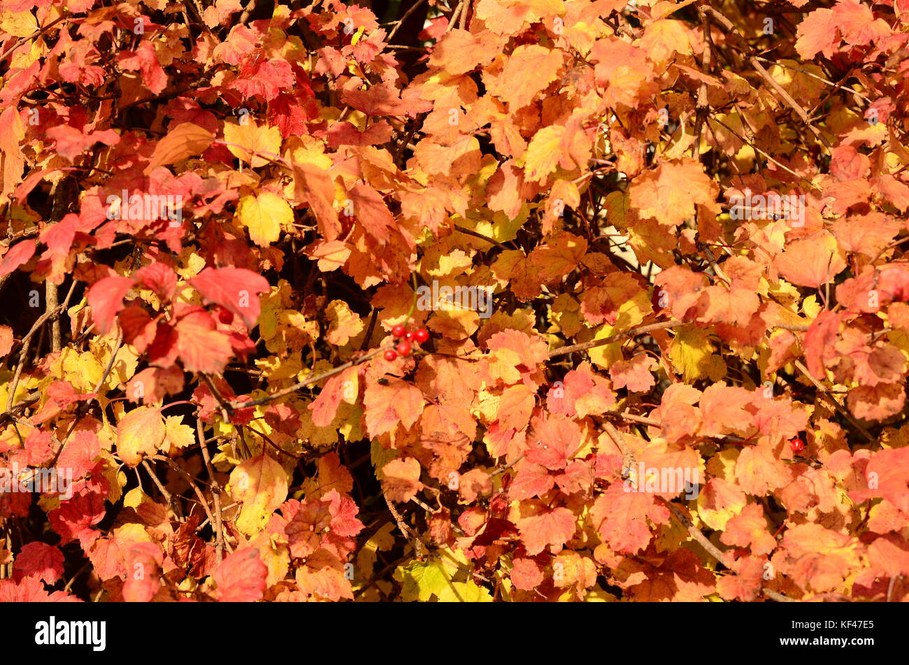 Autumn natural flat background with colorful red maple leaves on a ...