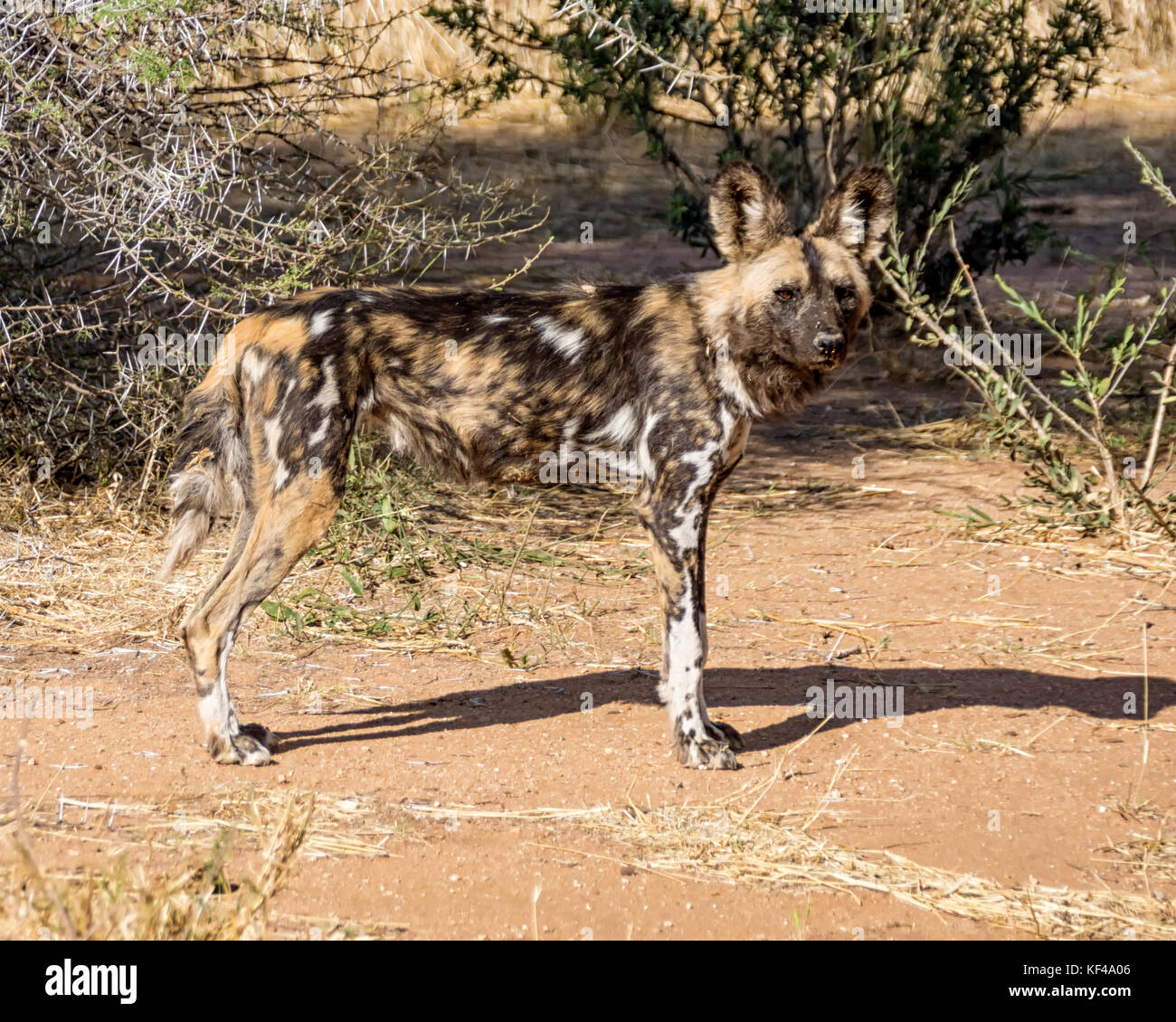 An African Wild Dog in Namibian savanna Stock Photo Alamy