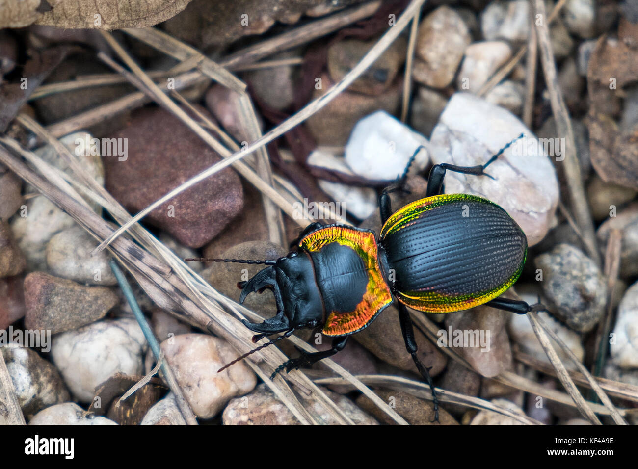 Rare Insects High Resolution Stock Photography and Images Alamy