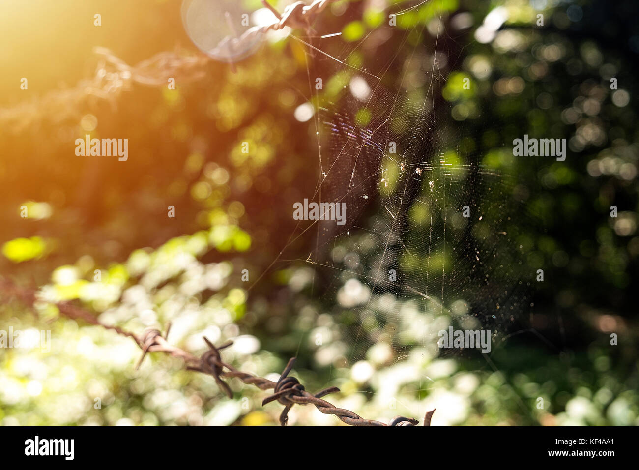 Spider web with barbed wire in the morning sun. Stock Photo